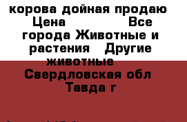 корова дойная продаю › Цена ­ 100 000 - Все города Животные и растения » Другие животные   . Свердловская обл.,Тавда г.